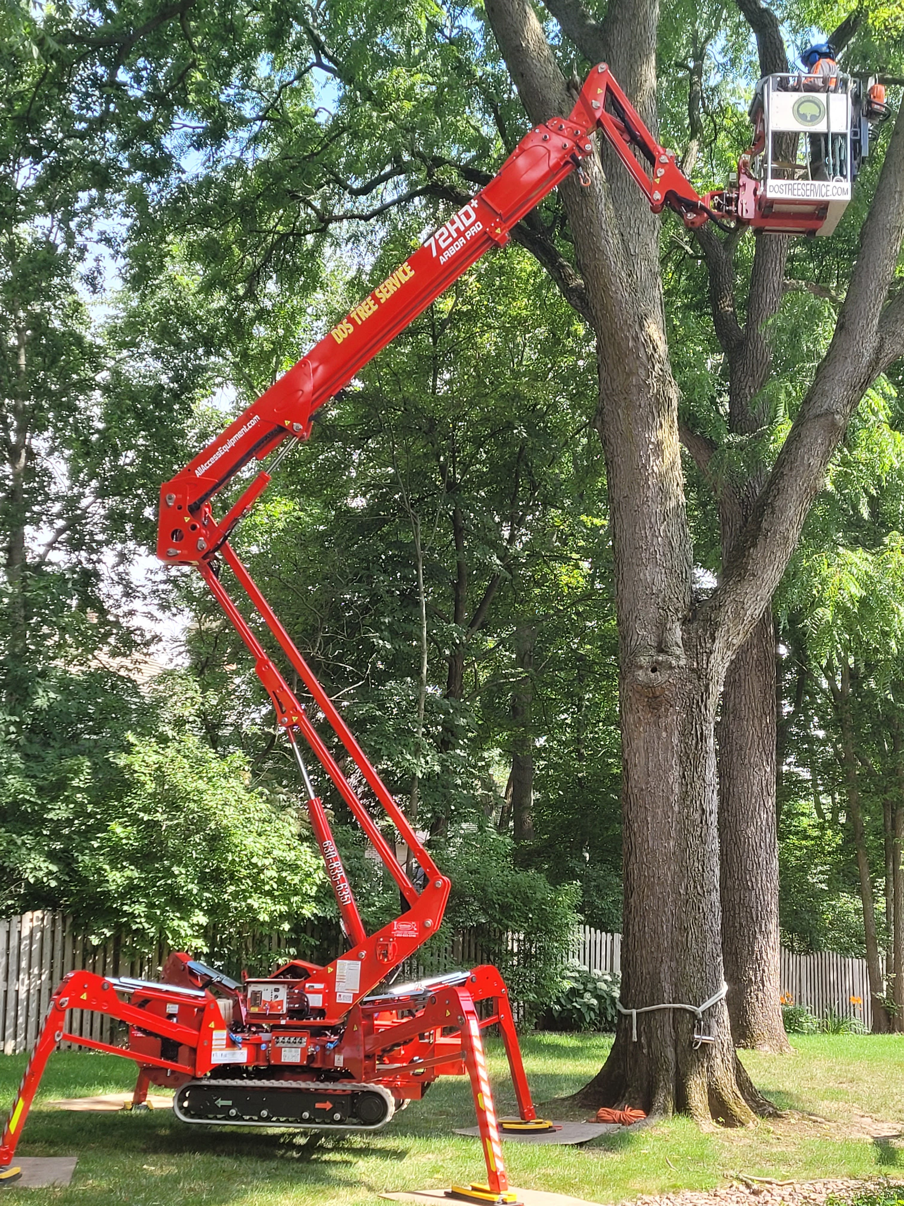 Tree Removal, Tree Pruning, Stump Grinding          