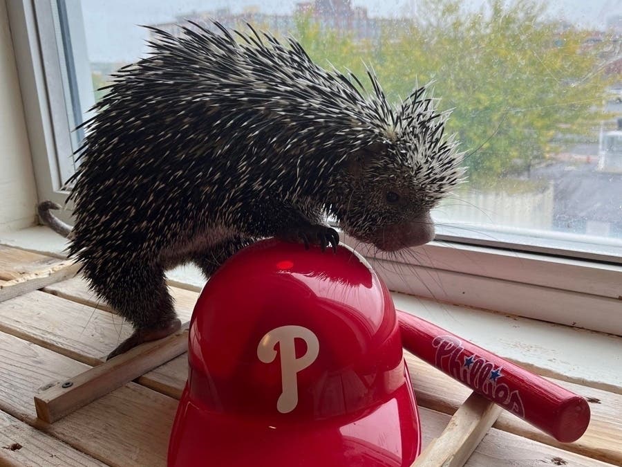 Gonzo, a prehensile-tailed porcupine, examines some Philadelphia Phillies gear ahead of World Series Game 1 in Houston. Gonzo lives at Adventure Aquarium in Camden, which celebrated the Phillies' postseason berth on Friday with some animals. 