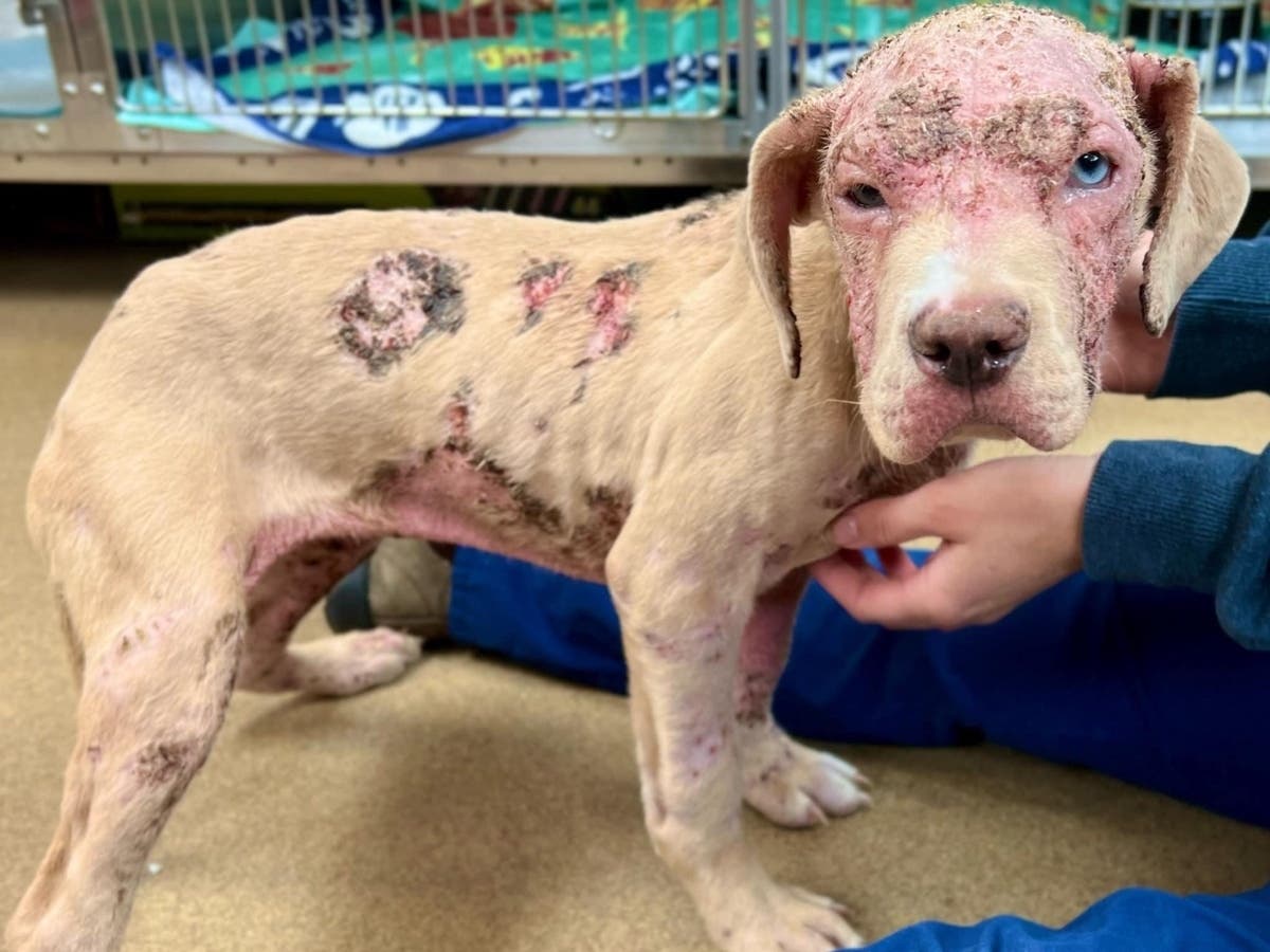 This puppy, named Rosie, was found running at large on Comstock Street in Asbury Park with a bad mange infection and internal parasites. The Monmouth County SPCA is caring for her while she recovers. 