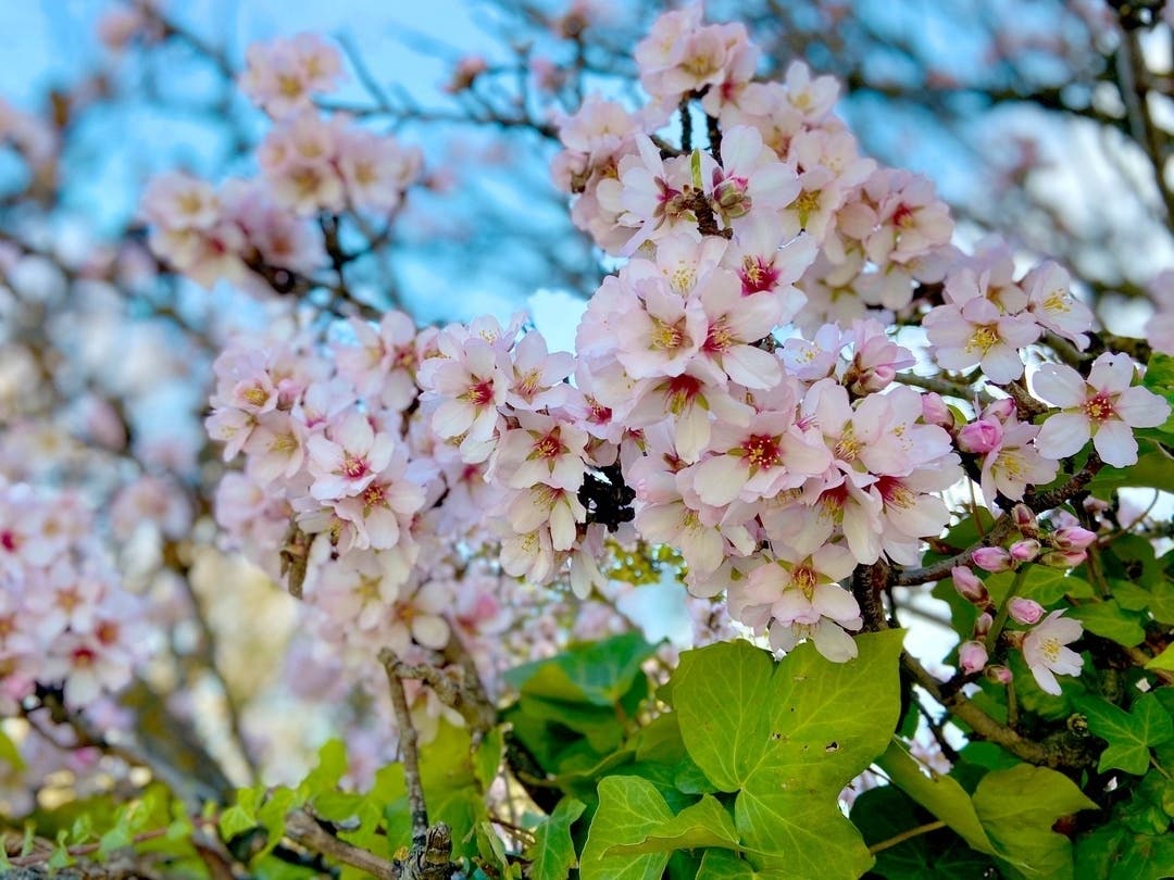 If you're looking for incredible springtime sights, Passaic County has some of the best cherry blossoms New Jersey offers, according to the state tourism division.