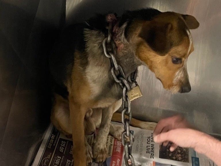 A Dearborn animal shelter is asking the community for help after two stray dogs were found with chains locked around their necks.​