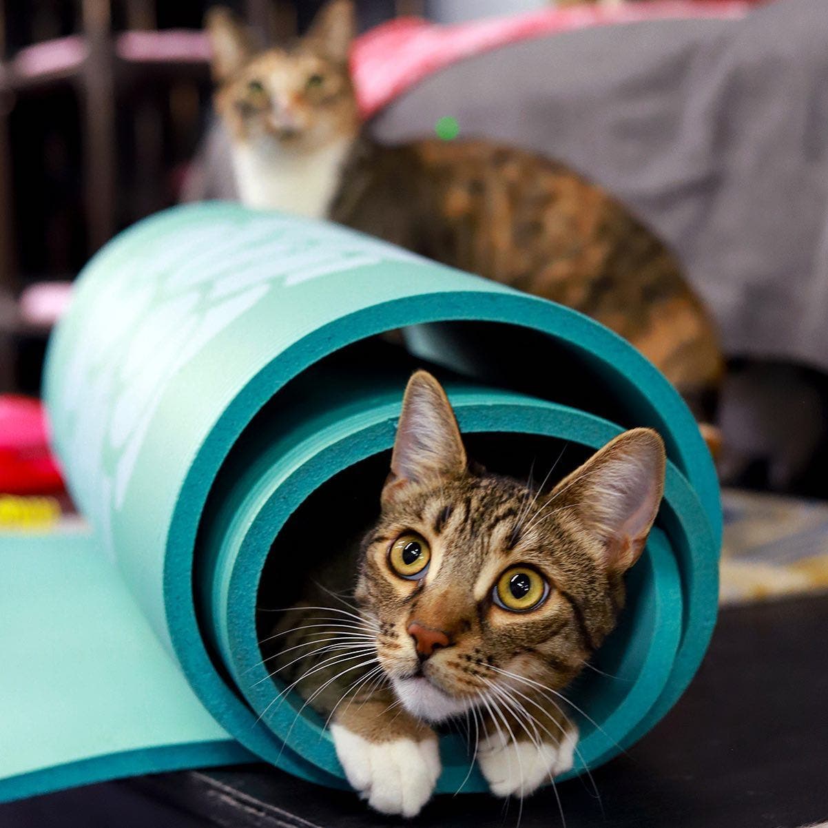 Cats on Mats Pilates