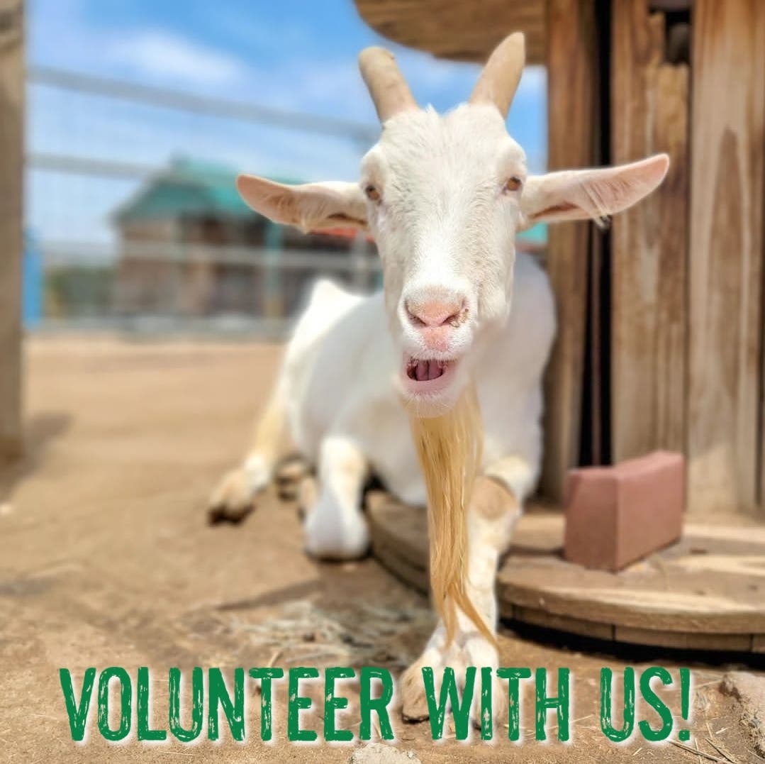 Local Farm Animal Sanctuary Seeking Volunteers
