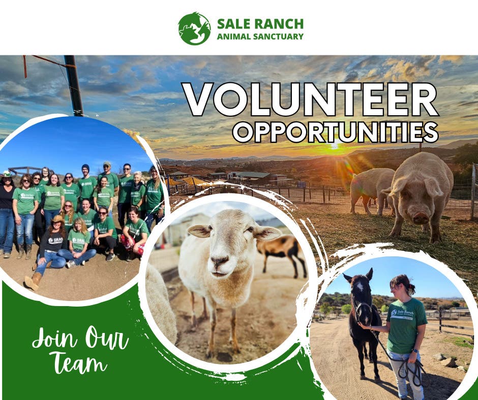 Volunteer with Animals at Sale Ranch Animal Sanctuary! 🐴