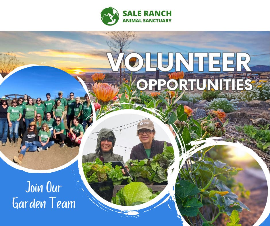 Volunteer in Our Regenerative Gardens at Sale Ranch! 🌱