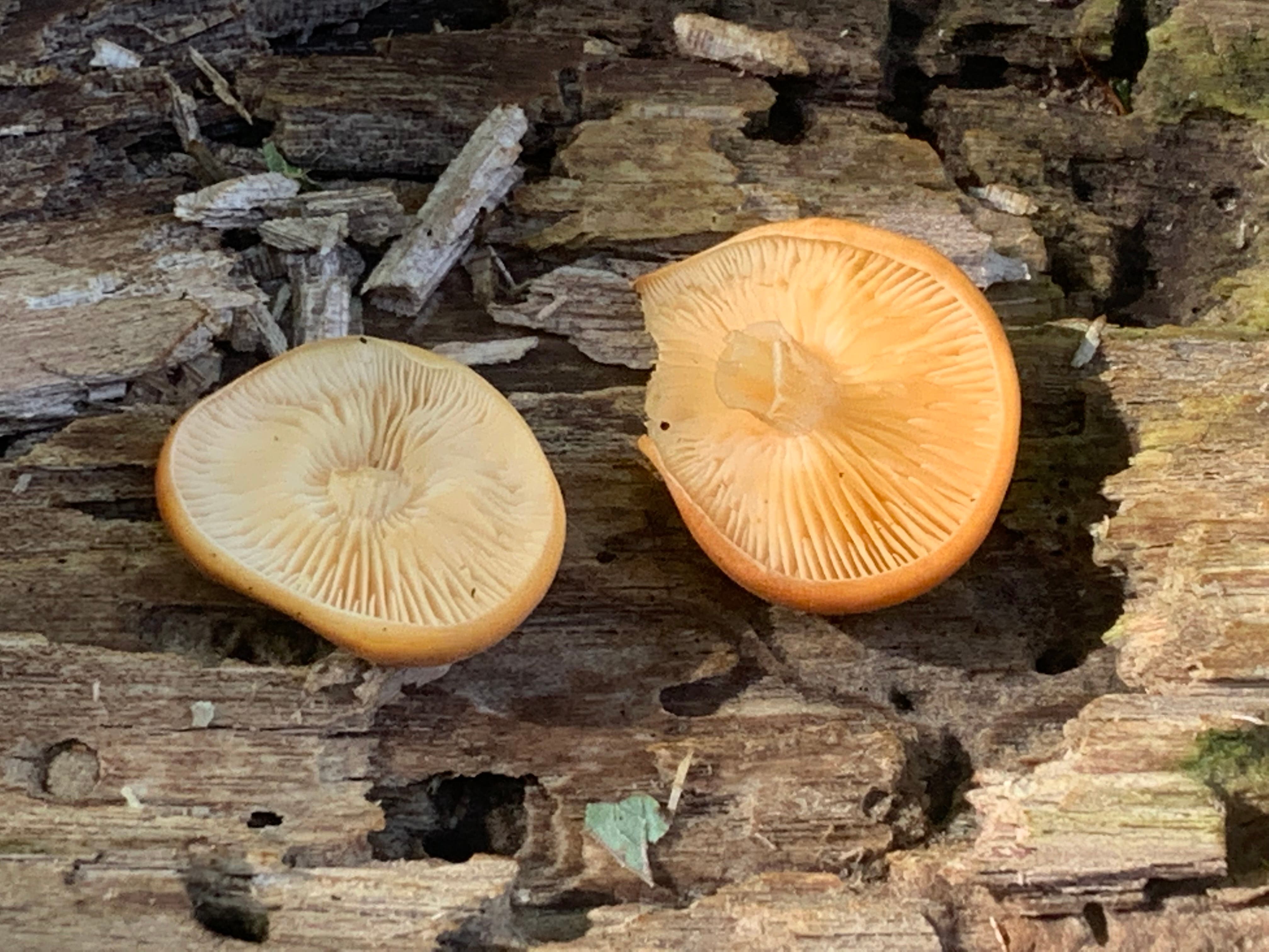 Fall Mushroom Walk on Sat., Oct. 19 with Mycologist, Zaac Chaves in Ridgefield Continuing Education