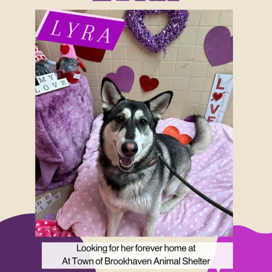 Meet Lyra: Your Potential Furry Valentine!