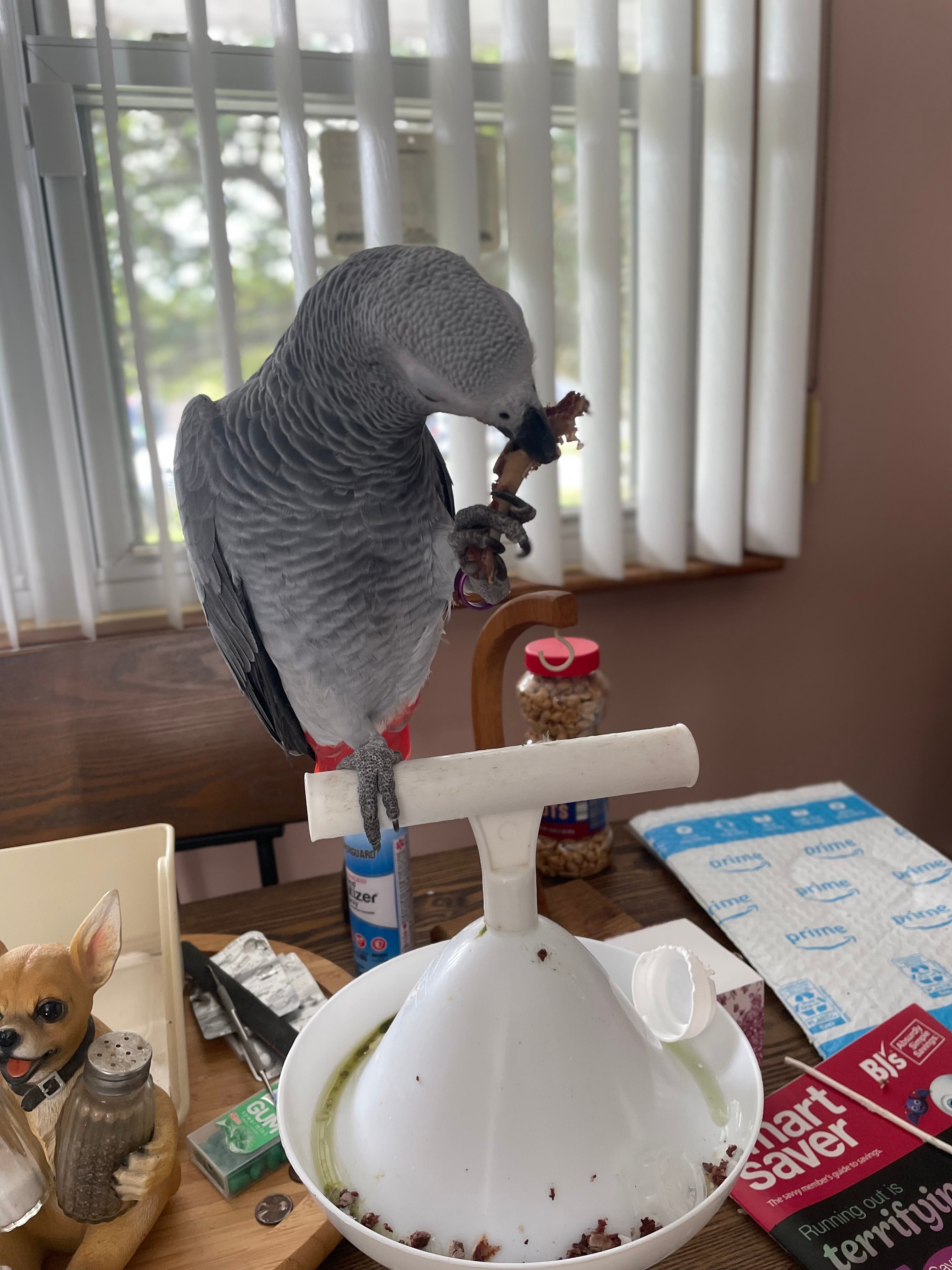 Lost African grey parrot