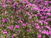 Jenkins Arboretum and Gardens showcases a world class collection of azlaeas .anrhododendrons.