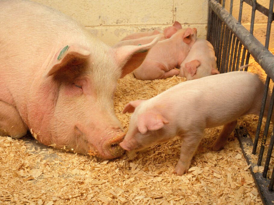 Pork producers who own a processing plant in Fremont that received a $25 million federal grant include Nebraska Gov. Jim Pillen. 