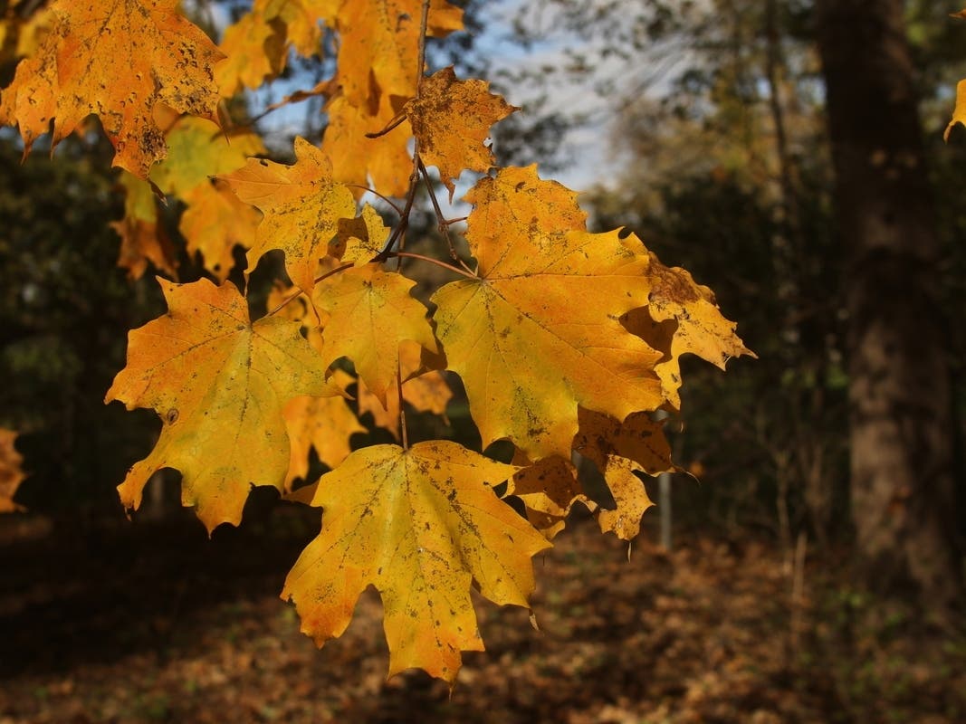 Check out these gorgeous hues locally.