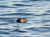 Save The Harbor's Director of Strategy & Communications Bruce Berman spotted Sammy the Seal chasing bait and enjoying the sunshine just off their offices on Boston's Fish Pier.