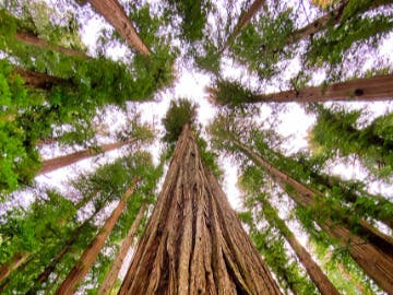 WILD Trail Challenge at Jack London State Historic Park