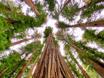 WILD Trail Challenge at Jack London State Historic Park 