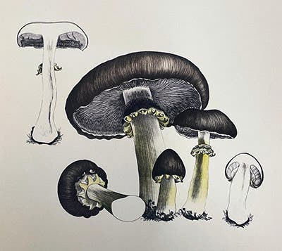 The Mushroom Hunt (with Cranbrook Institute of Science)