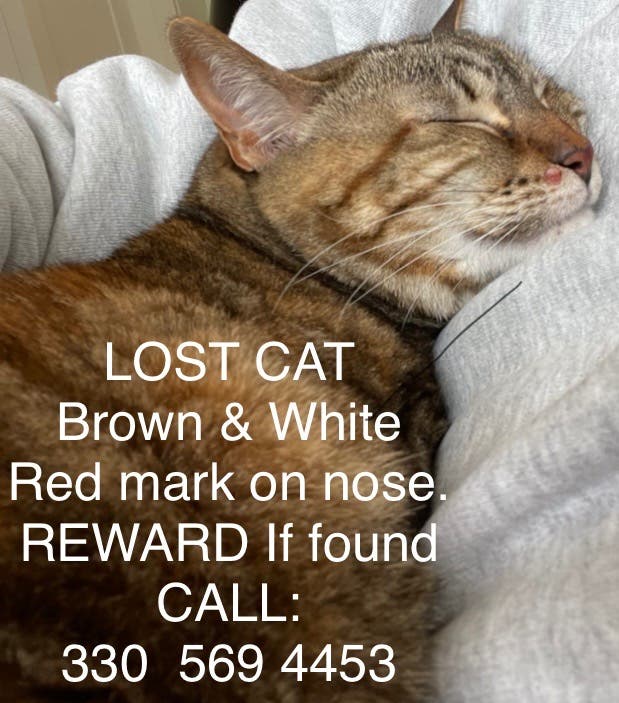 Lost CAT