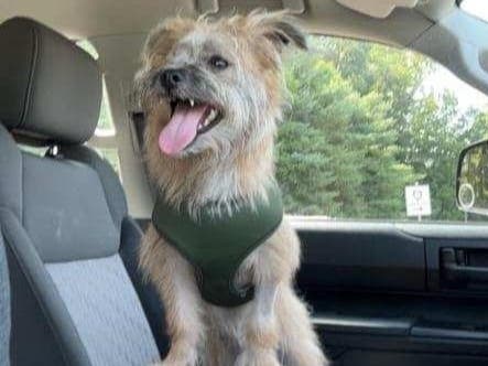 'Tony,' who was abandoned in the woods last month and, then, was struck by a car. Has been adopted by none other than the state Department of Energy and Environmental Protection officer who responded.