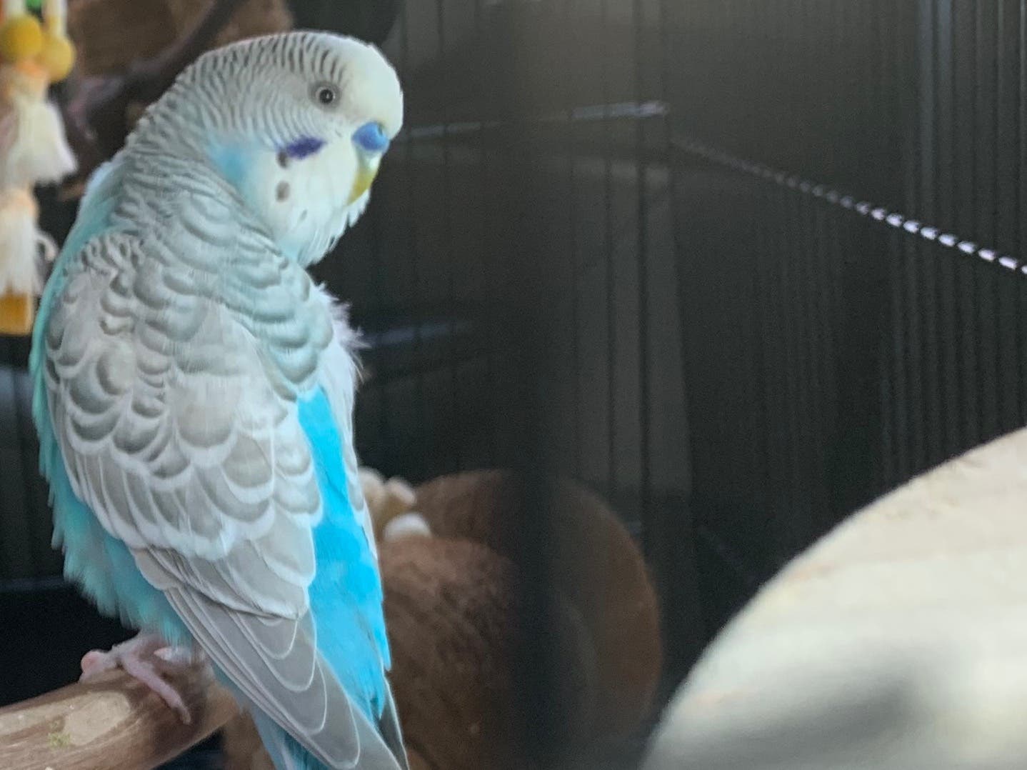 Missing Bird! Please Help!