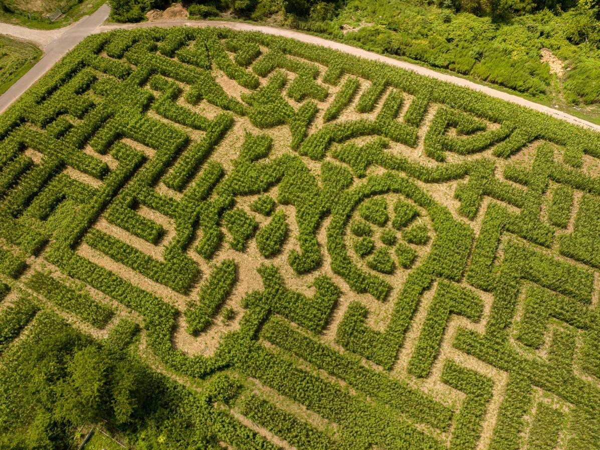 The Queens County Farm debuts new maze as it celebrates 325th anniversary.