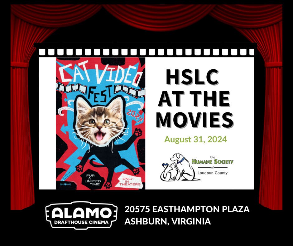 HSLC at the Movies: CATVIDEOFEST