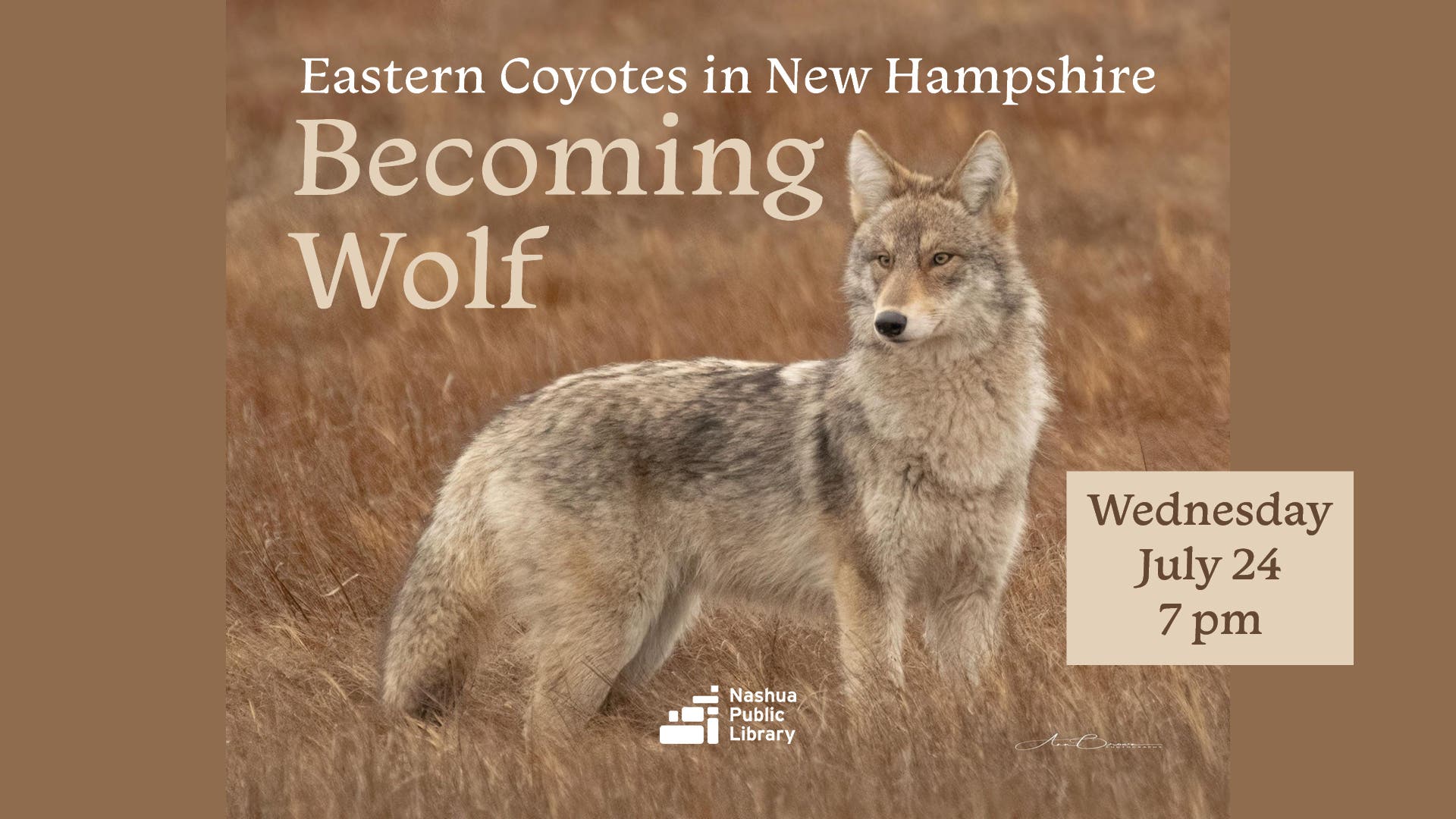 Becoming Wolf: Eastern Coyotes in New Hampshire