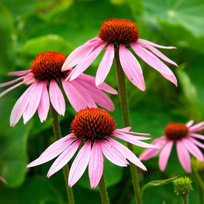 Purple Coneflower 