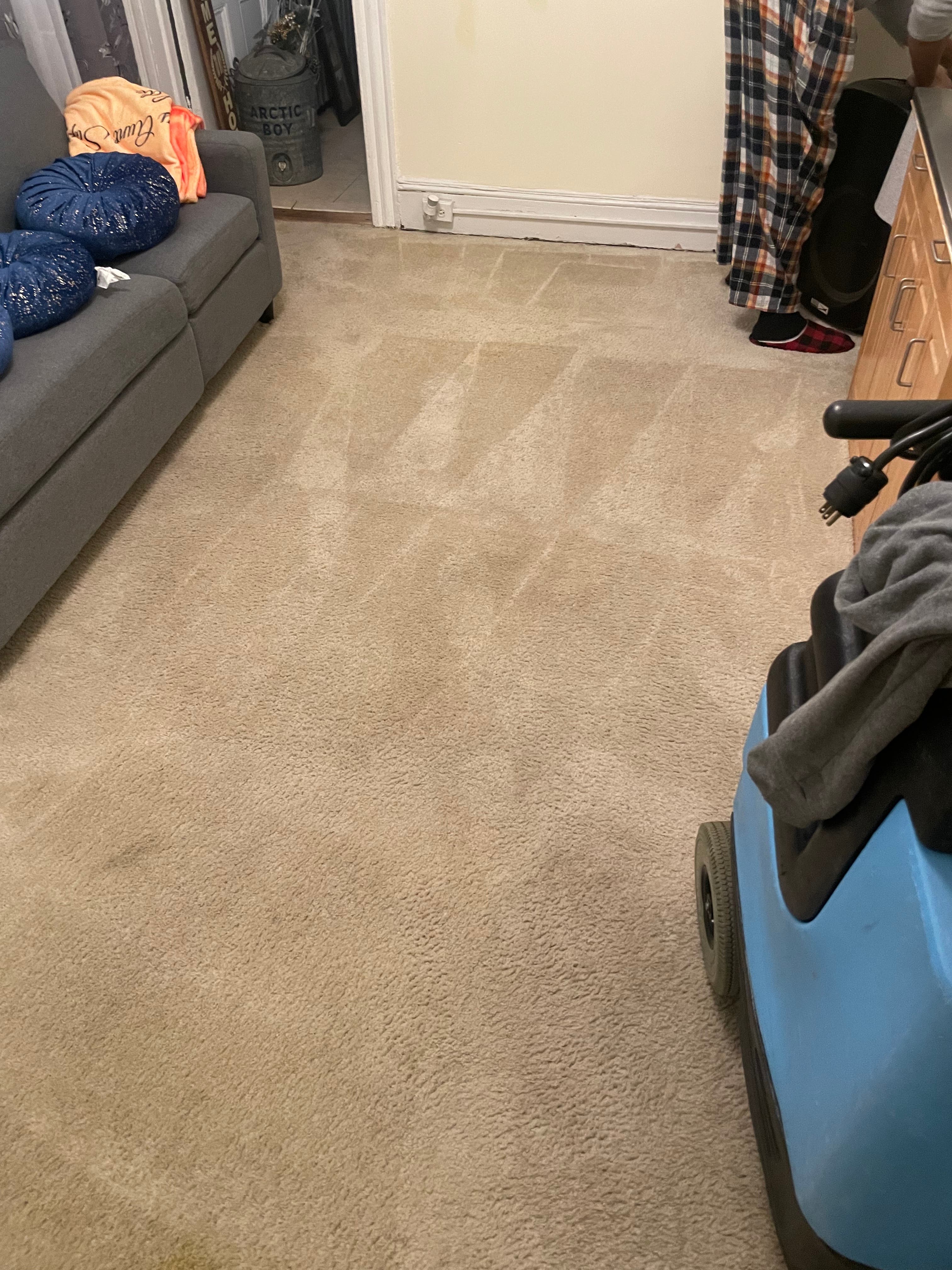 Carpet cleaning in Alexandria