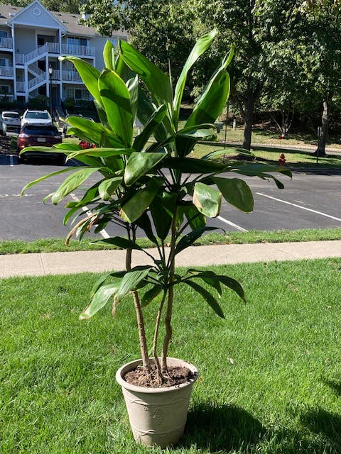 Free House Plants