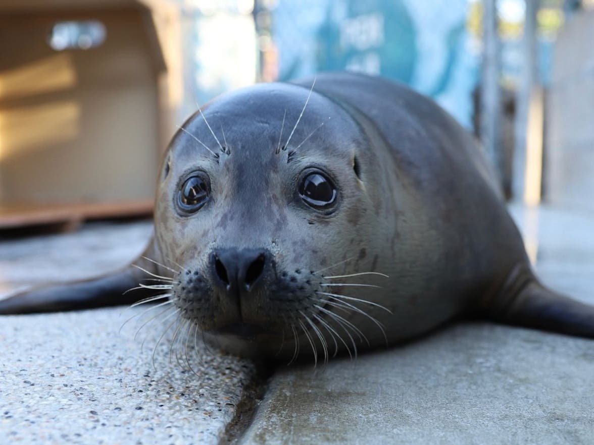 Now that Elmer is a bit more grown up, he will be moving to his new home at Bahia Resort Hotel in San Diego. In this home, Elmer will join two other visually impaired harbor seals, Gracie and Billy.