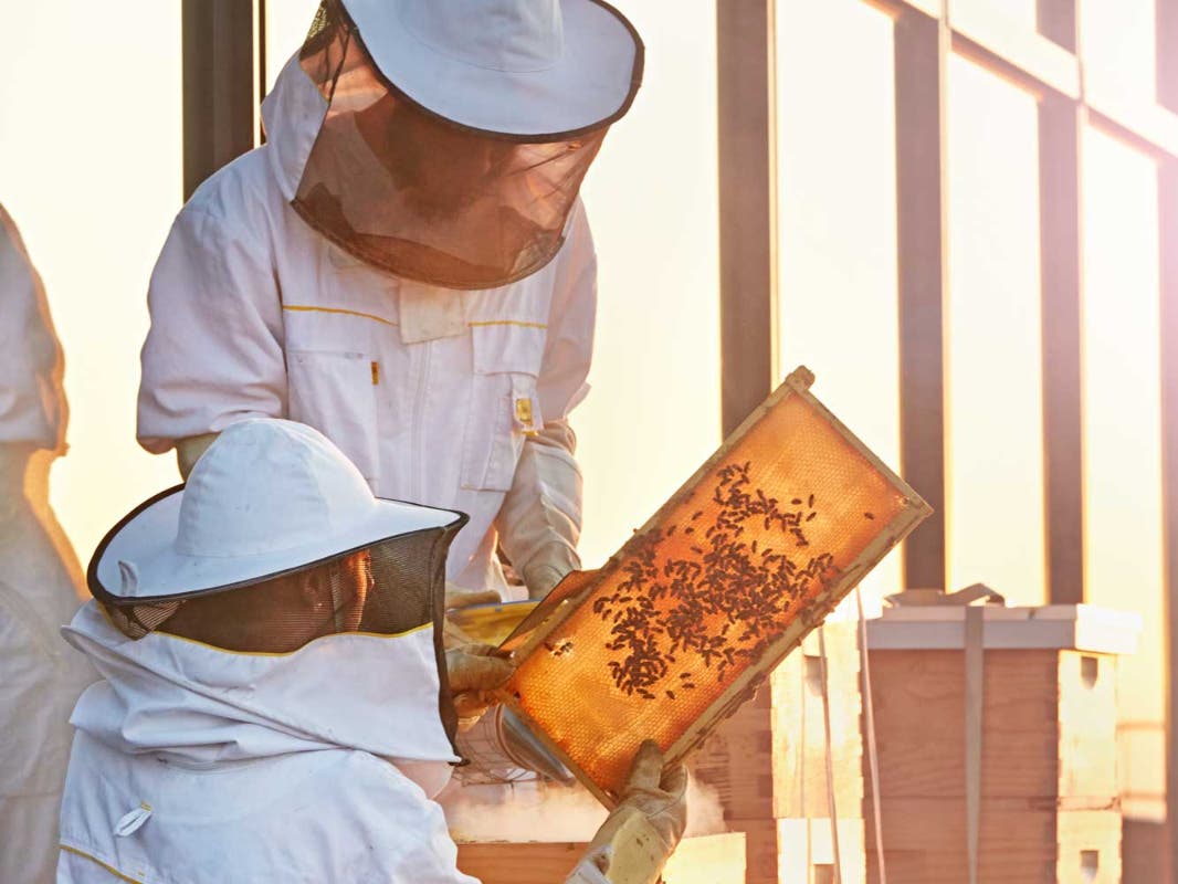 Through a partnership with Best Bees, the hives of docile honeybees were placed in areas where there is no foot traffic to keep both bees and shoppers safe. 