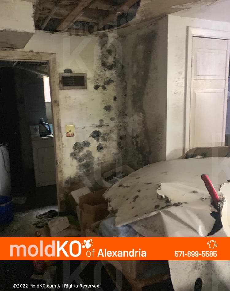 🌿 Mold Removal in Alexandria 🌿