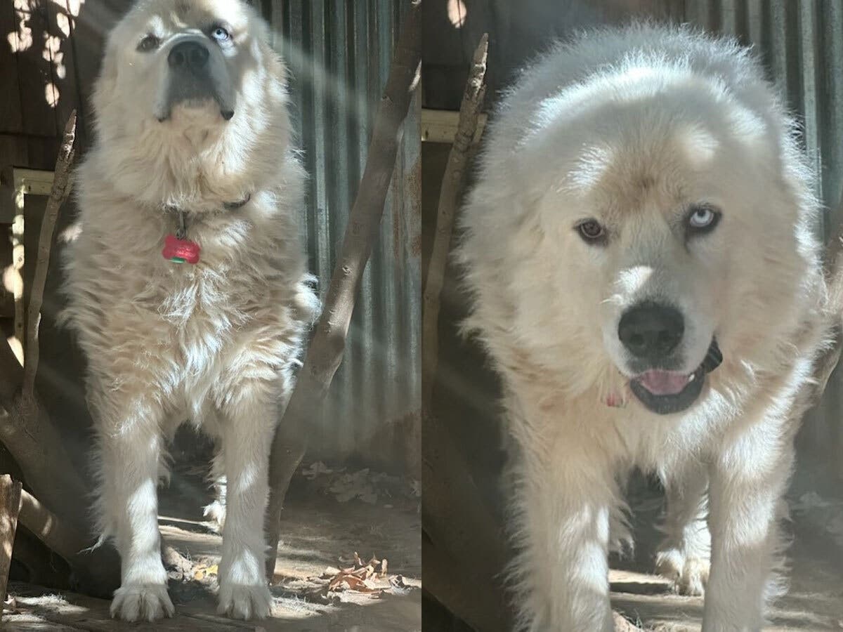 Decatur Dog Who Saved Sheep From 11 Coyotes Gets National Nod