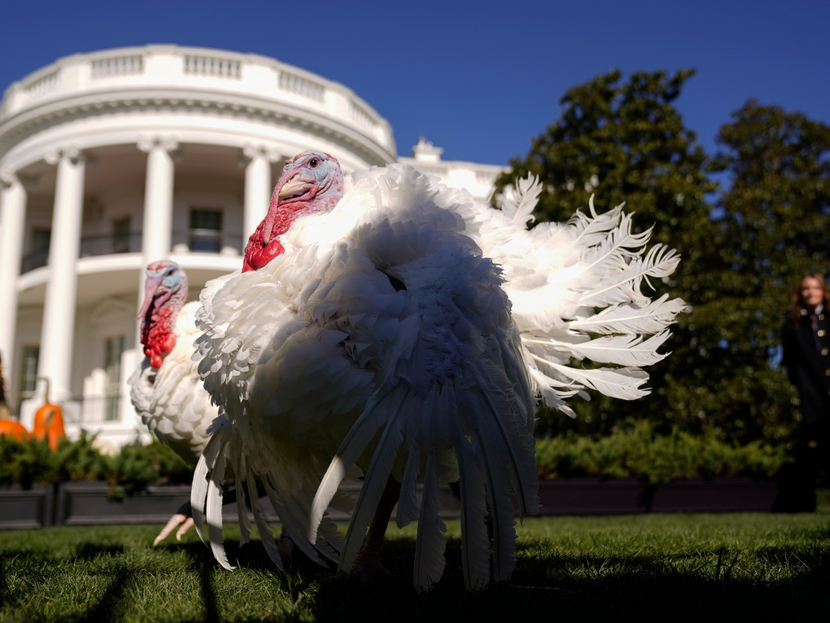 2 Minnesota Turkeys Will Receive Biden's Thanksgiving Pardon This Year