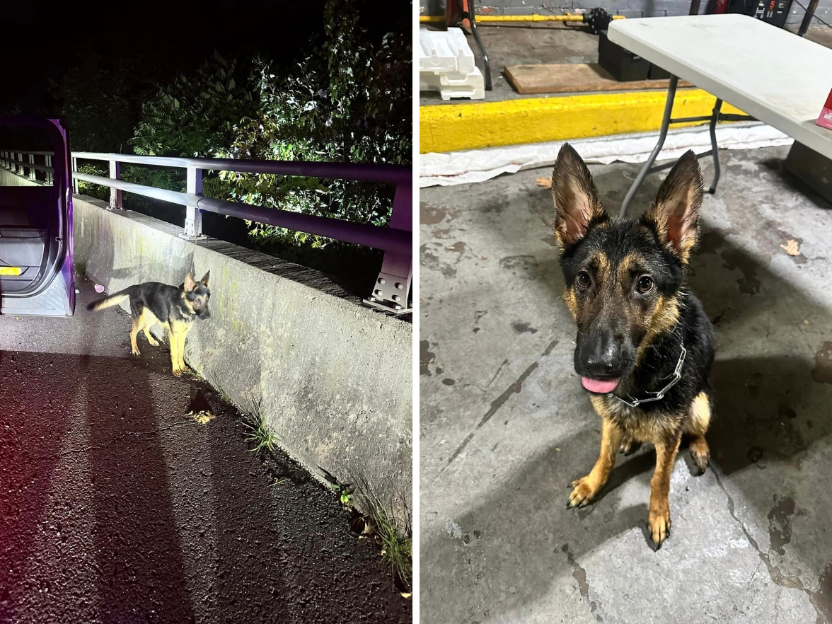 German Shepherd Puppy Found Tied Up On CT Highway