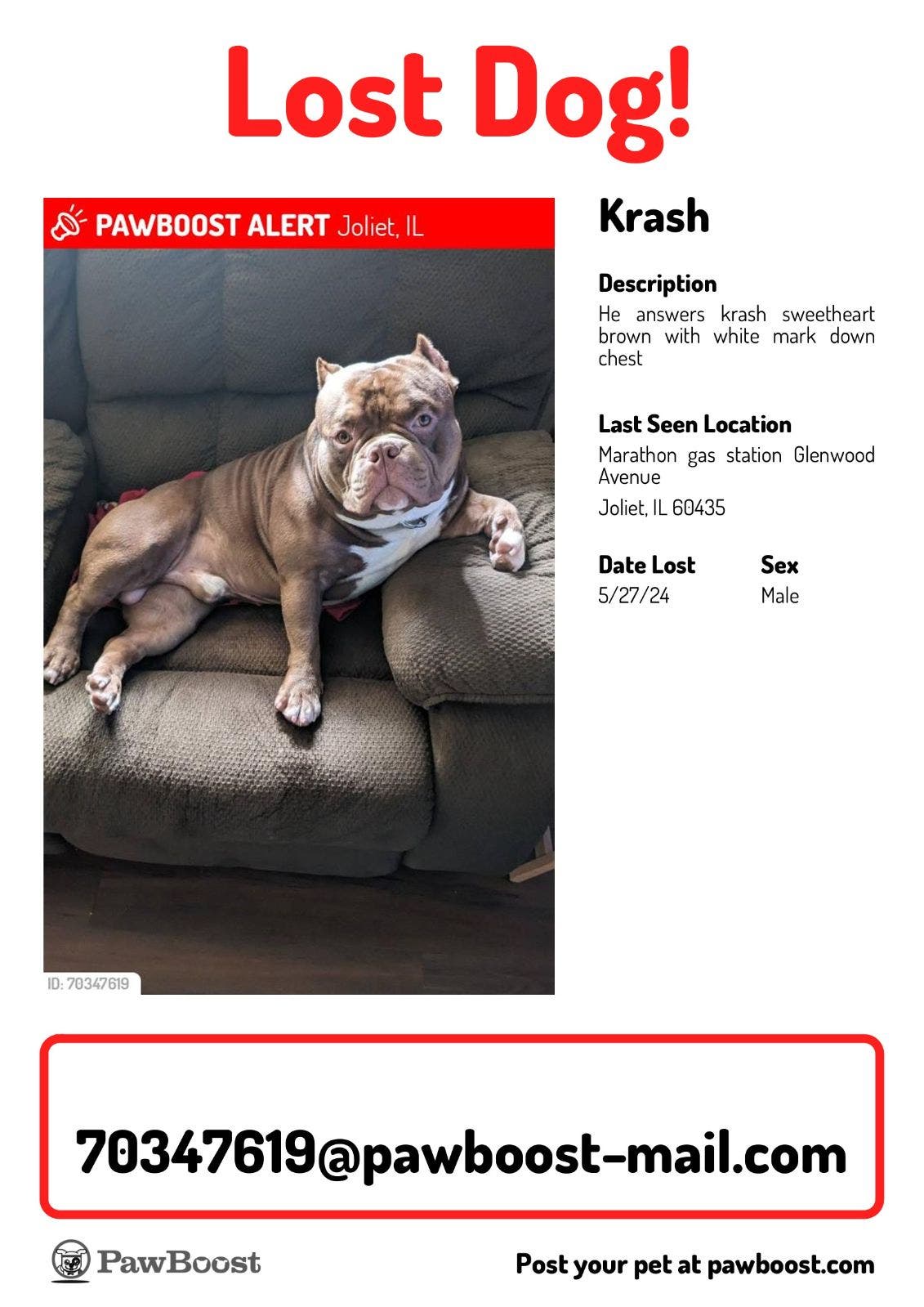 Lost Dog: HELP FIND KRASH