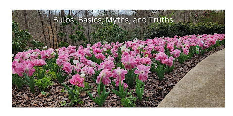 Darien Garden Club September Meeting: Bulbs: Basics, Myths, and Truths