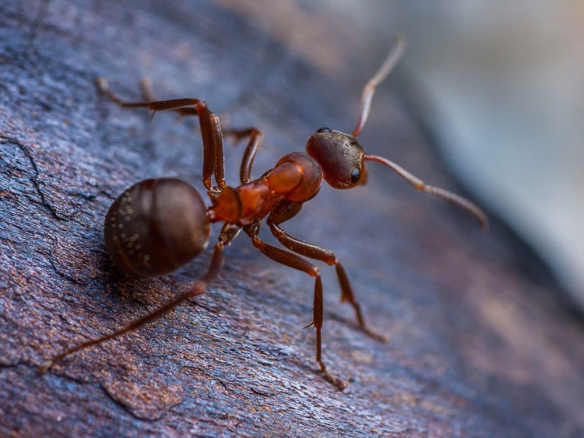 Residential Ant Control: Getting Rid Of Ants Once And For All In Dacula, GA