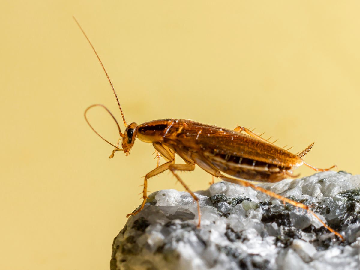 The Importance of Hiring Local Cockroach Exterminators in Dacula, GA