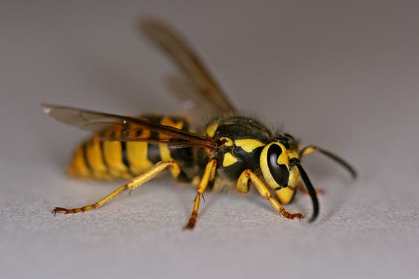 Yellow Jacket Extermination Services in Dacula, GA: What to Expect