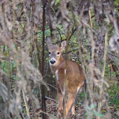 Wildlands Conservancy - PreK Pathfinders: Backyard Safari at Wayne Grube Park