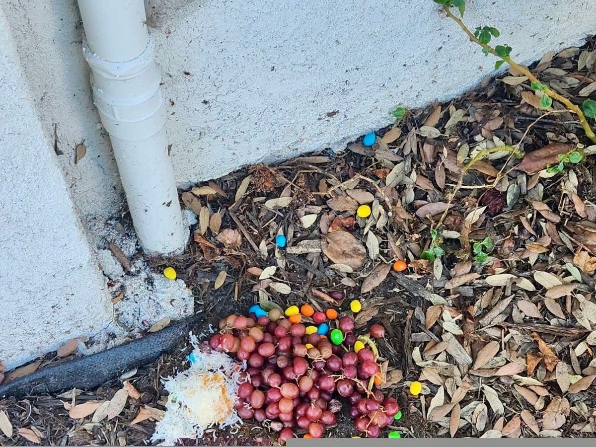 Trail Of Deadly Snacks Left For Dogs Along Busy Street: Police