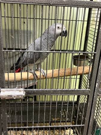 one female african grey parrot 