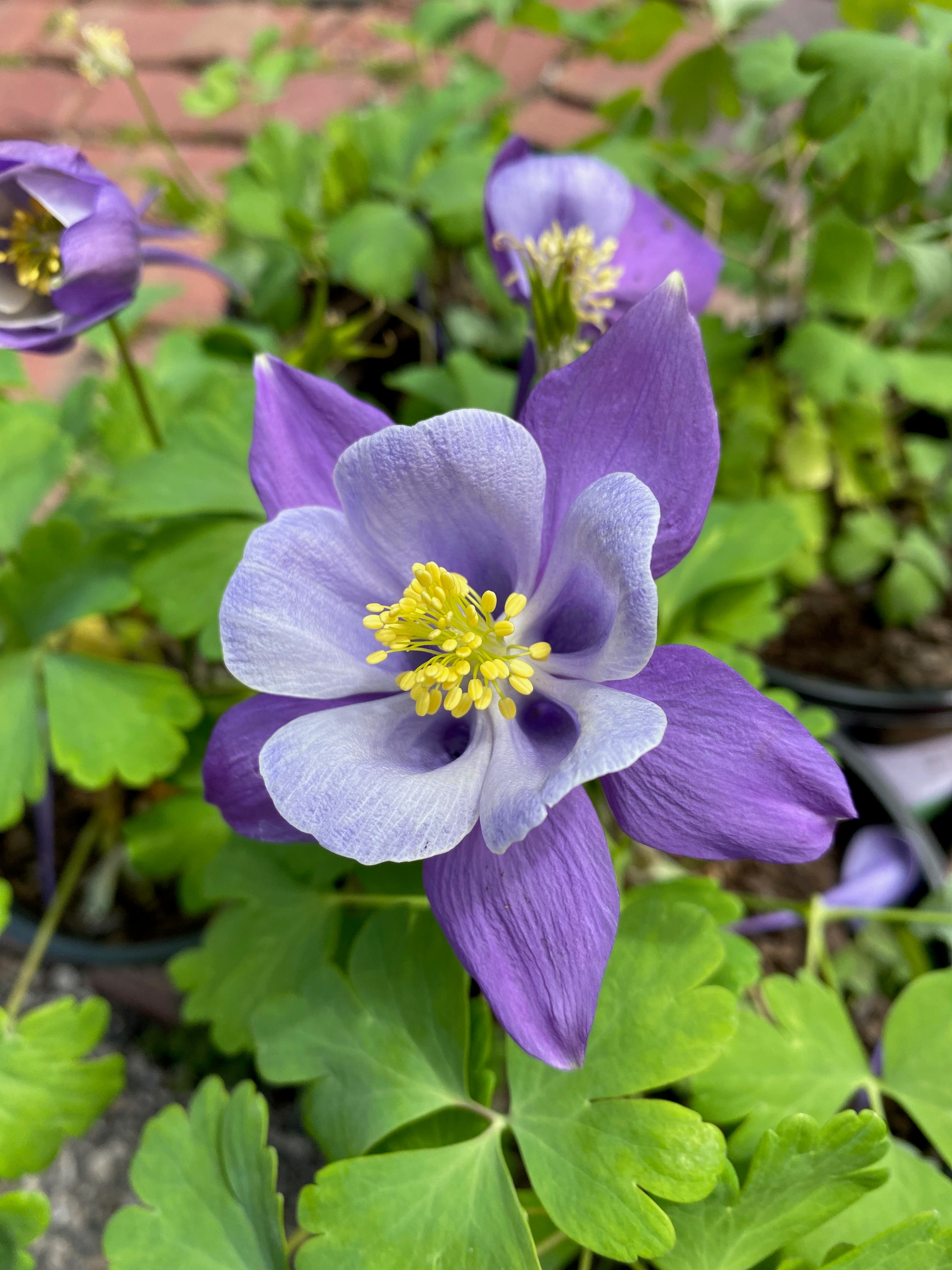 Perenials and Annuals Glenview/Niles/Morton Grove Hub of Northshore Plant Club