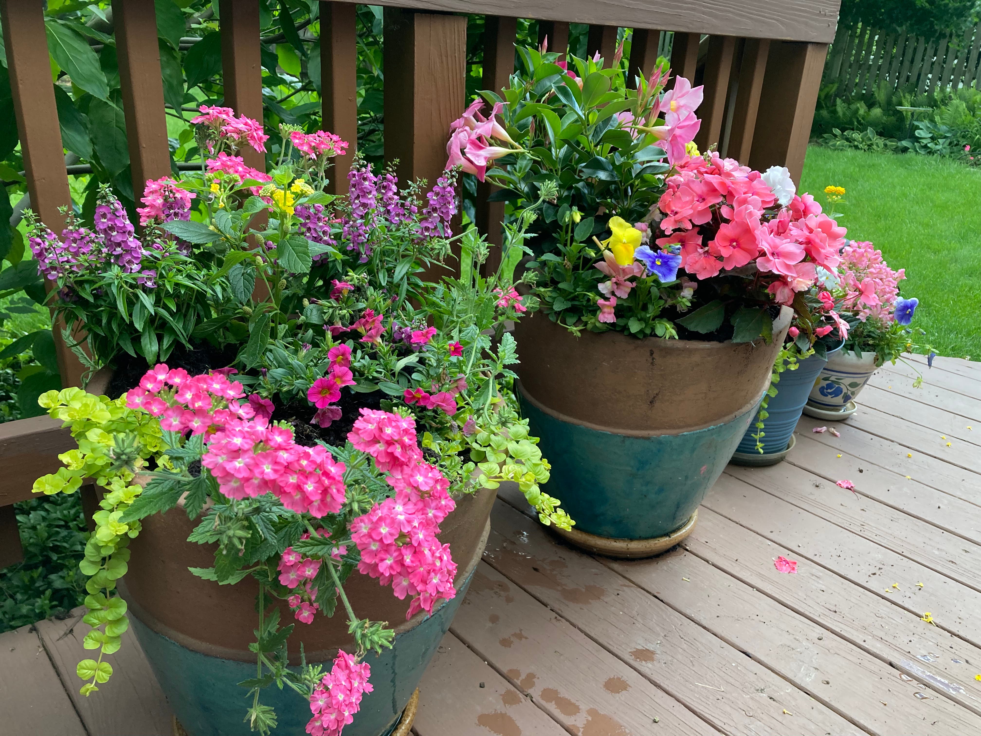 SALE:  Great plants, Great Prices, Glenview Hub of the Norrh Shore Plant Club 