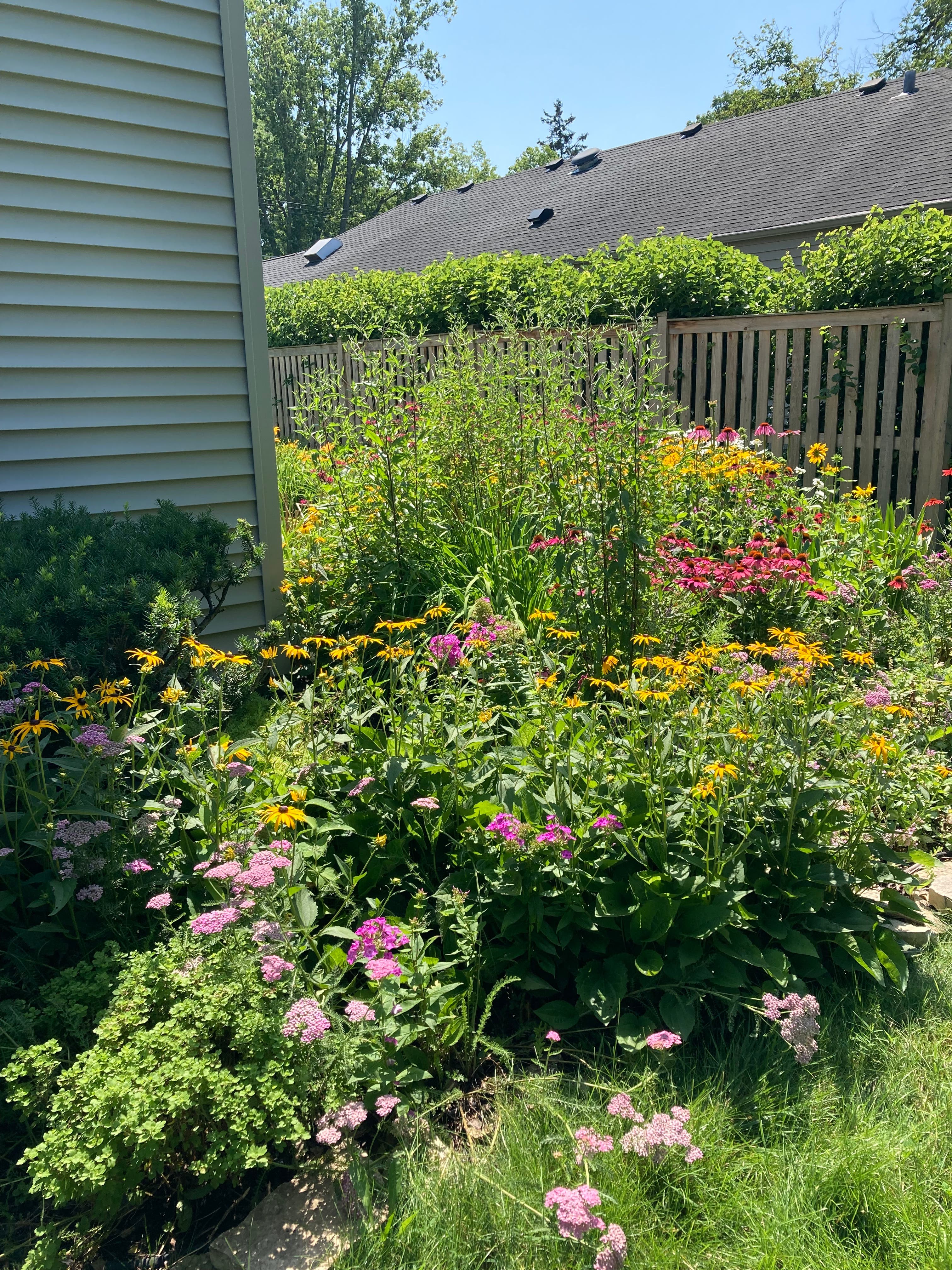 Hydrangeas And Midsummer Glenview plant sale