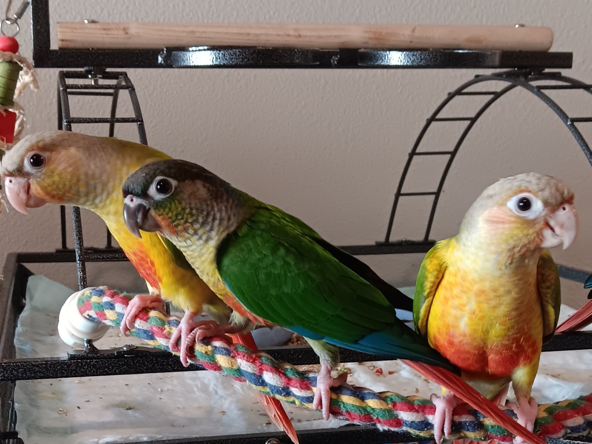 Baby Fancy Green Cheek Conures for sale