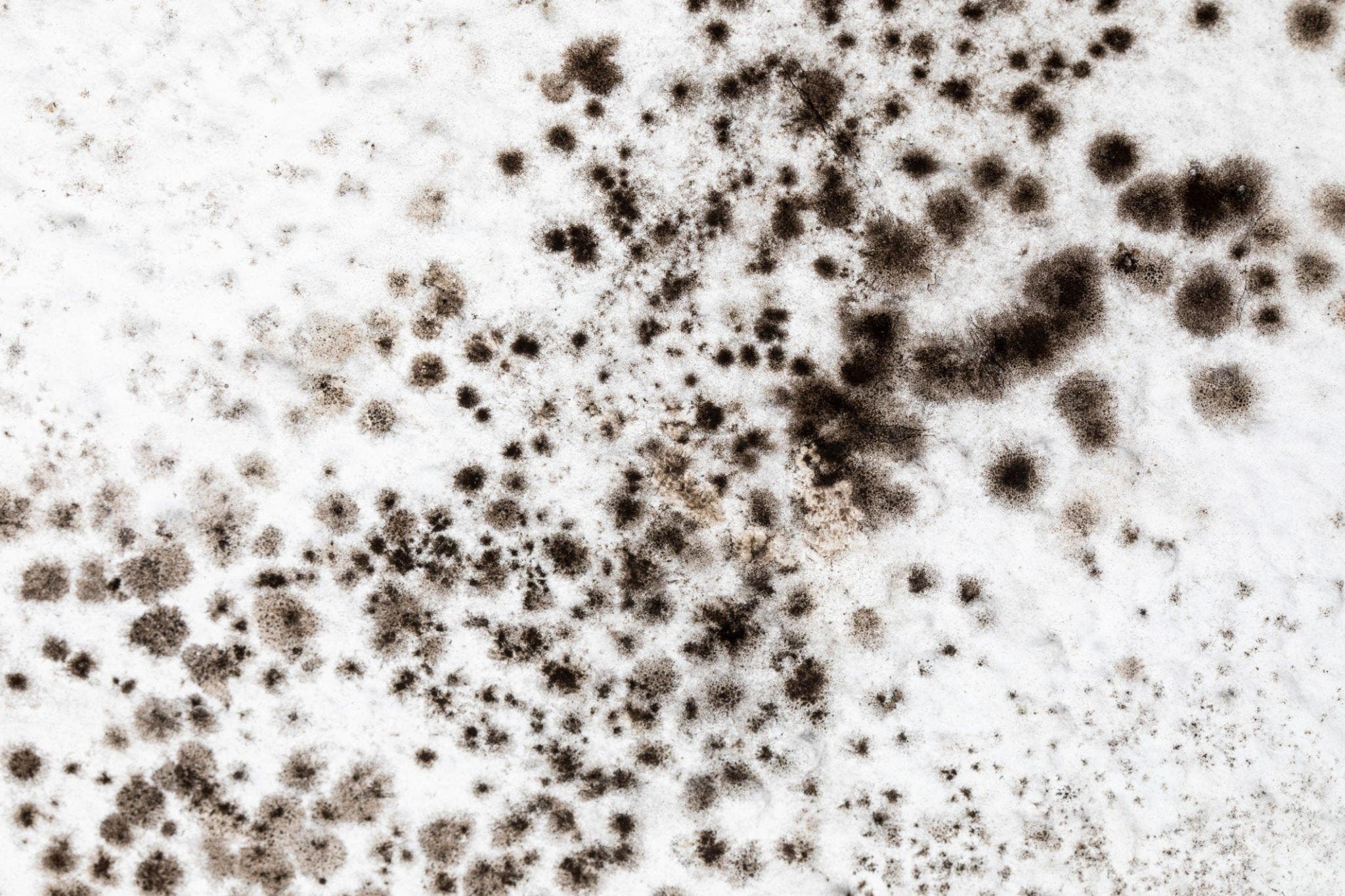 Preventing Black Mold Regrowth: Tips for a Mold-Free Home