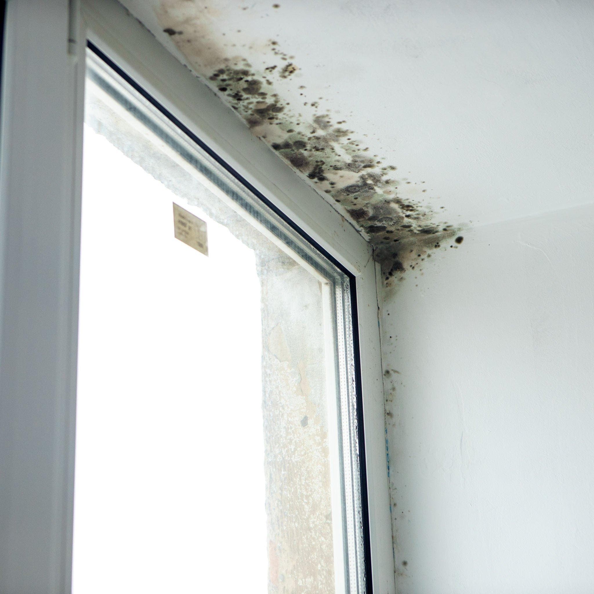 Planning a Home Remodel? Don't Forget Mold Remediation!