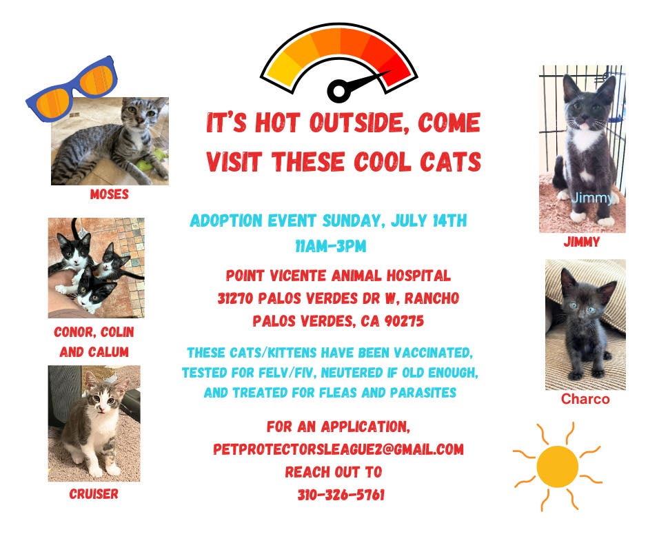 Kitten & Cat Adoption - Come visit these Cool Cats!