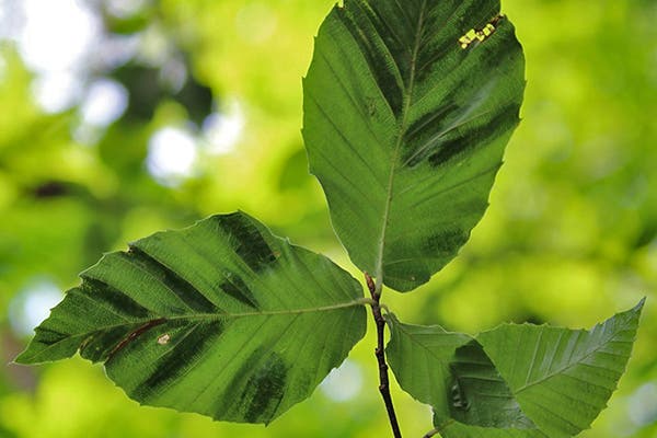 Beech Leaf Disease Webinar